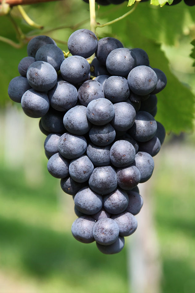 image 02 - Orabelle.ro