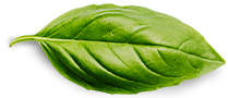 basil leaf - Orabelle.ro
